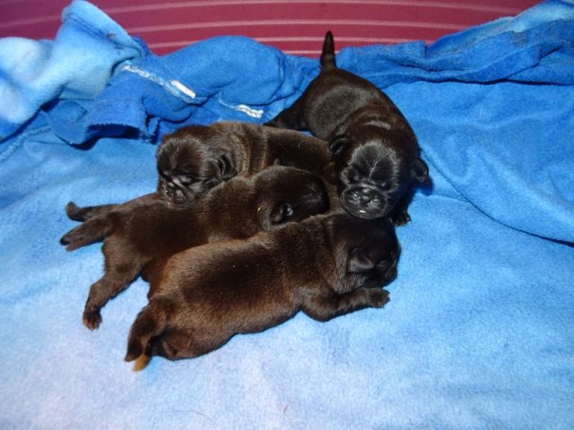 Mops babys - Hunde - Nickelsdorf
