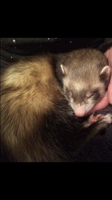 Drei liebevolle Frettchen suchen das perfekte Zuhause - Frettchen - Sülfeld 