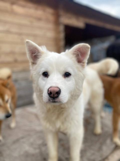 Yukihiko - freundlich, sozial - Hunde - Nova Bana