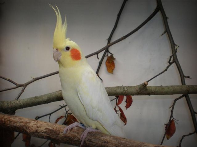 Nymphensittich verloren  - Voegel - Berlin