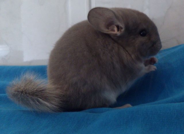 Chinchilla Afro Violett hell Bock zur Abgabe - Nagetiere Allgemein - Schwendt