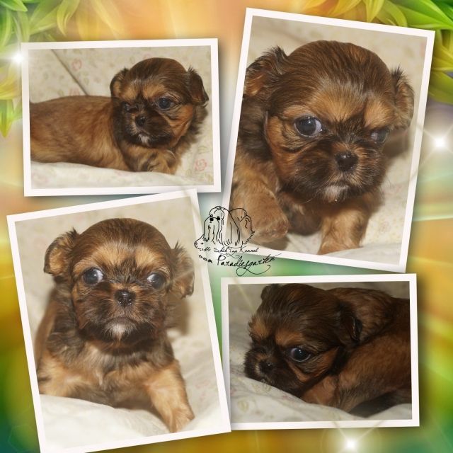Shih Tzu Welpen mit Ahnentafel - Hunde - Frankfurt  Main  - Altstadt