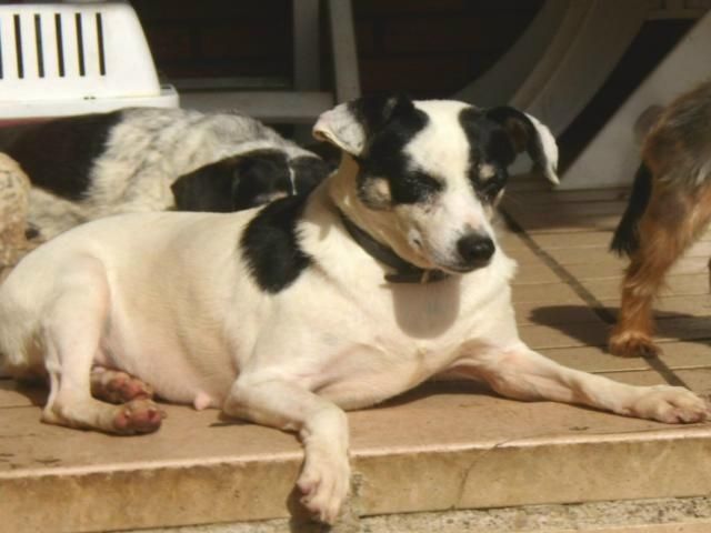 Ruhige Petal wurde ausgesetzt - Hunde - Steffenberg