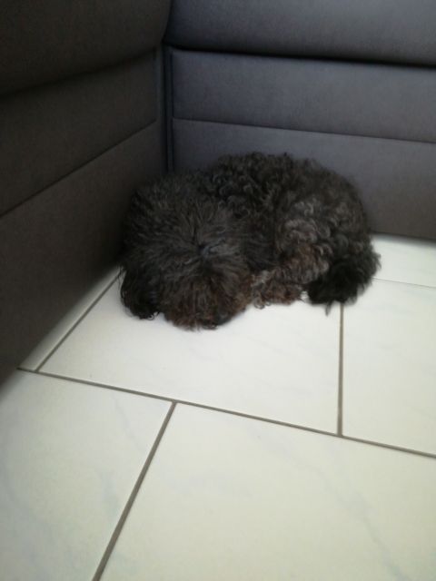 Deckhund Bolonka Swetna - Hunde - Hadamar