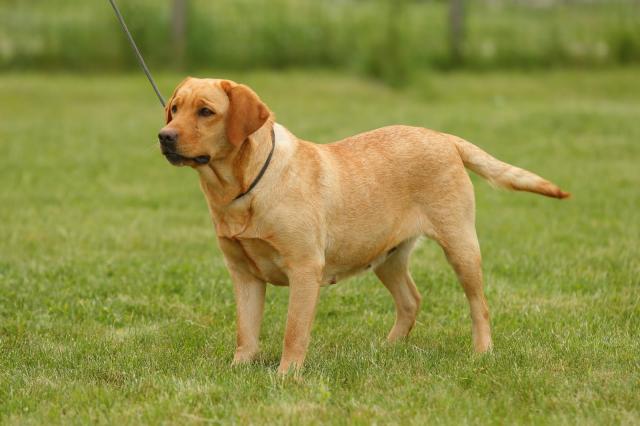 Labrador Hündin / perfekter Familien Hund - Hunde - Goslar