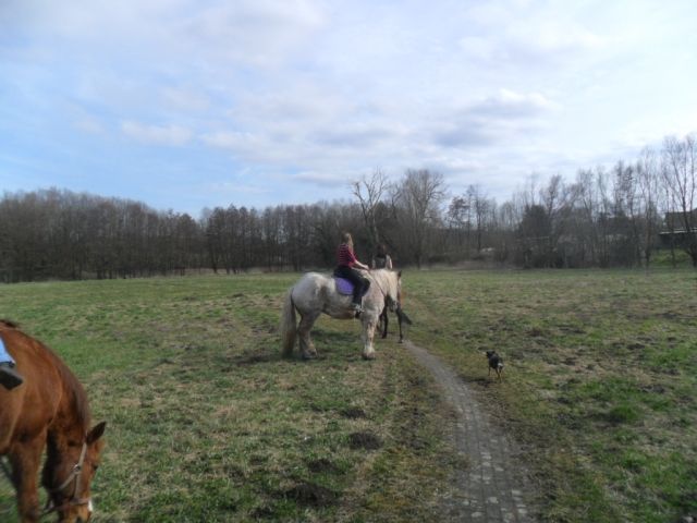 Suche Reitbeteiligung  33014 Bad Driburg, Pömbsen   - Reitbeteiligung - Pömbsen 