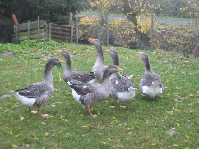 Pommerngänse grau - Nutztiere - Jork