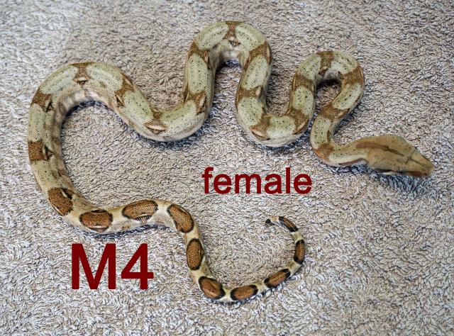 Boa constrictor imperator – HOG ISLAND orange, reinrassig, DNZ 2020_Jul_17 - Reptilien - Bad Kreuznach