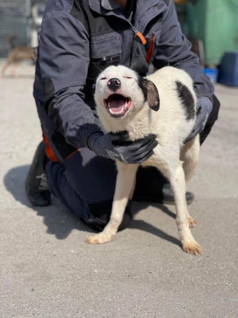 Lena sucht ihre Menschen - Tiere In Not - Markranstädt