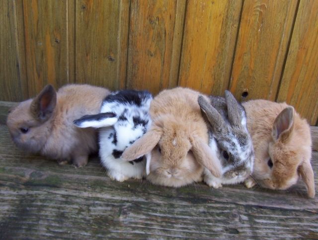 Reinrassige-Zwergwidder - Hasen Kaninchen - Großbettlingen