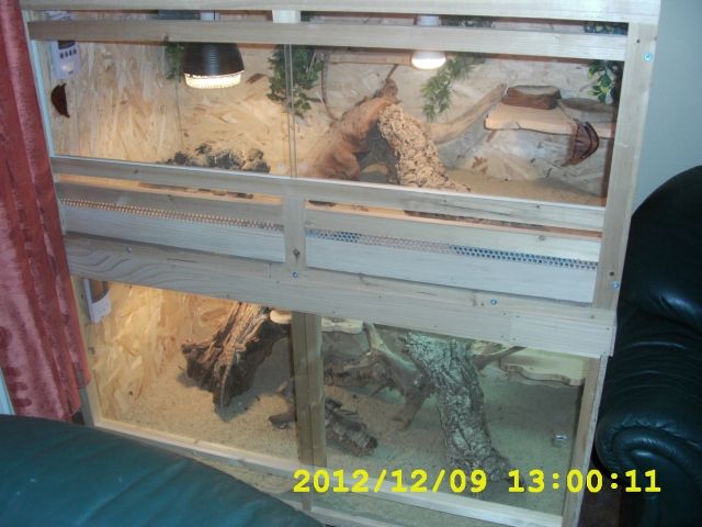 TERRARIENSET - Reptilien - Falkenstein