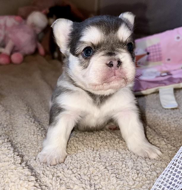 Französische Bulldogge in huskycolor mit Ahnentafel  - Hunde - Kleinzerbst