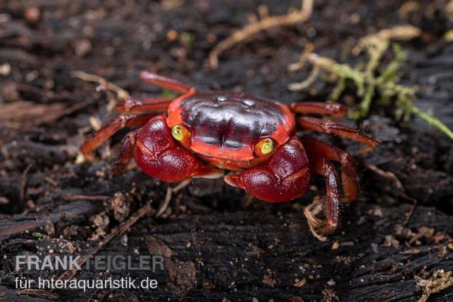 Verkaufe kleine Landkrabbe+Zubehör+8 Kg Sand - Terrarien - Lörrach-Stetten