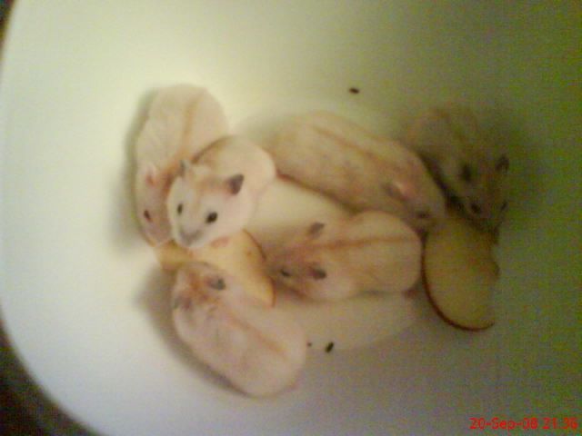 Kleine Dschungaren abgeben    - Hamster - Gladbeck