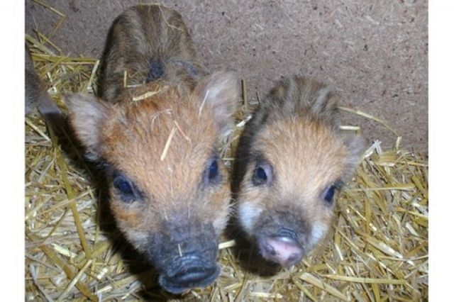 Die letzten 2 microschweinchen abzugeben - Nutztiere - rauhenebrach