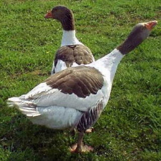 7 Pommerngänse zu verschenken - Nutztiere - Altenmarkt
