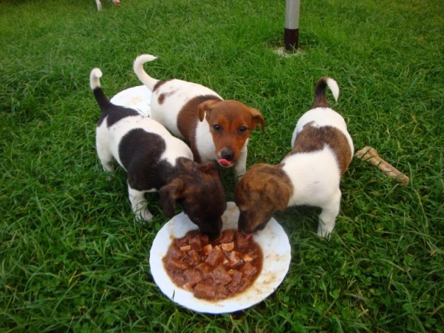 Jack Russel Terrier Welpen - Hunde - Meuselwitz