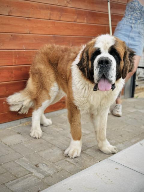 Monarch - freundlich, sozial - Hunde - Nova Bana