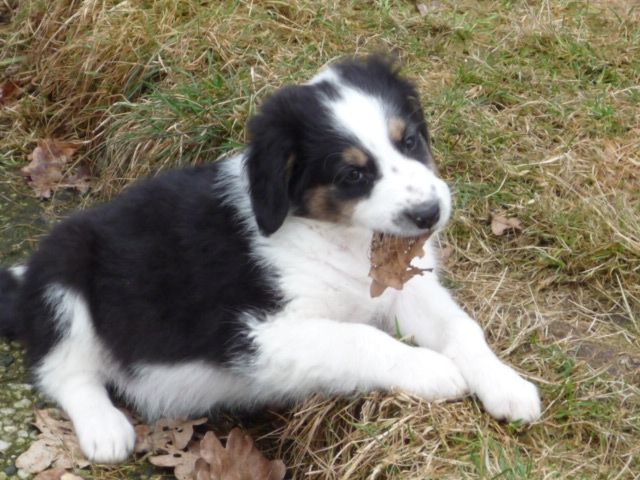 Aussie-Mixwelpe  - Hunde - Visselhövede