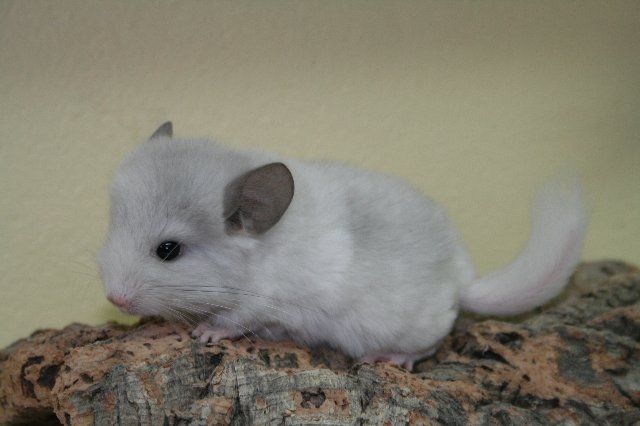  Wir suchen ein neues Zuhause  - Nagetiere Allgemein - Bochum