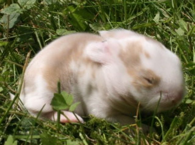 Satinzwergwidder suchen bald neue Möhrenspender - Hasen Kaninchen - Niederfischbach