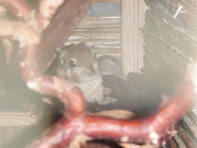 Chinesische Baumstreifenhörnchen - Sonst Nagetiere - Püchersreuth