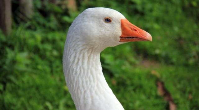 Emdener Gänse Gössel zu verkaufen .............. - Zubehoer für Nutztiere - Laupheim