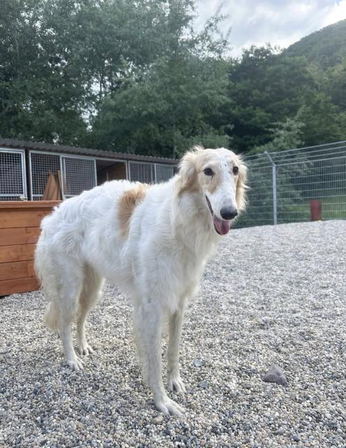Anastasia – Sanfte Barsoi-Hündin sucht geduldiges Zuhause - Hunde - Nova Bana