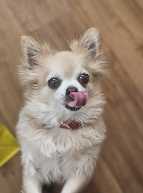 Kleine,  zuckersüße Hündin sucht Kuschel-Zuhause  - Hunde - Marzling 