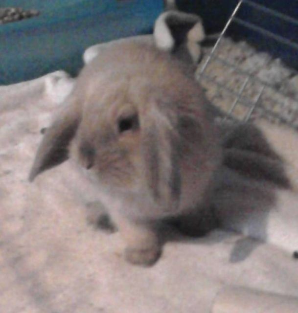 11 wochen altes Widdermädel abzugeben - Hasen Kaninchen - Langendorf