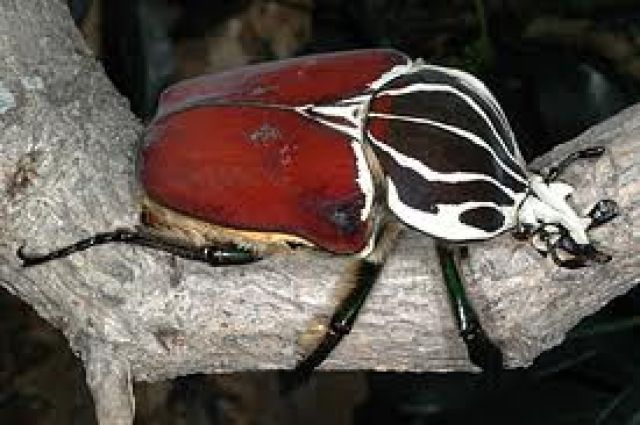 Käfer zu verkaufen - Insekten - Dortmund