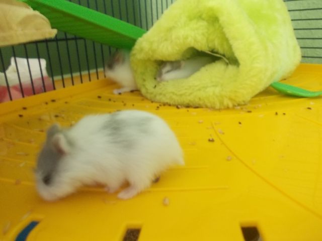 Zwerghamsterbabys zu verschenken - Hamster - Osnabrück
