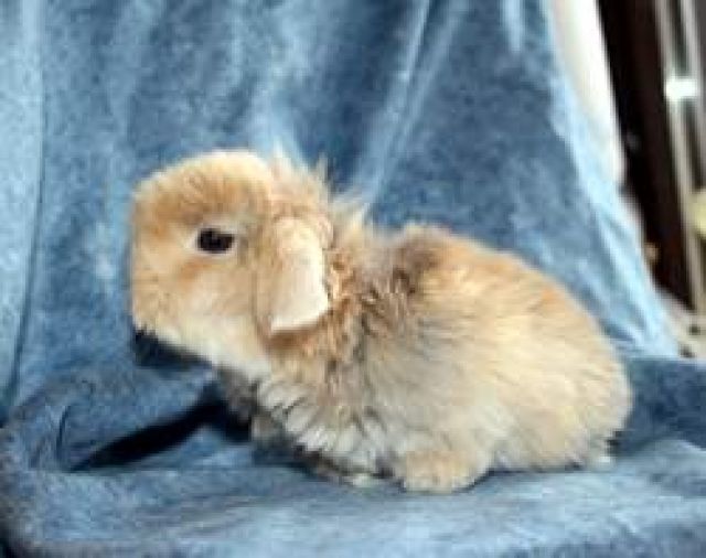 Zwergwidder-Babies in versch.Farben & Zuchttiere zur Abgabe - Hasen Kaninchen - Sassenberg