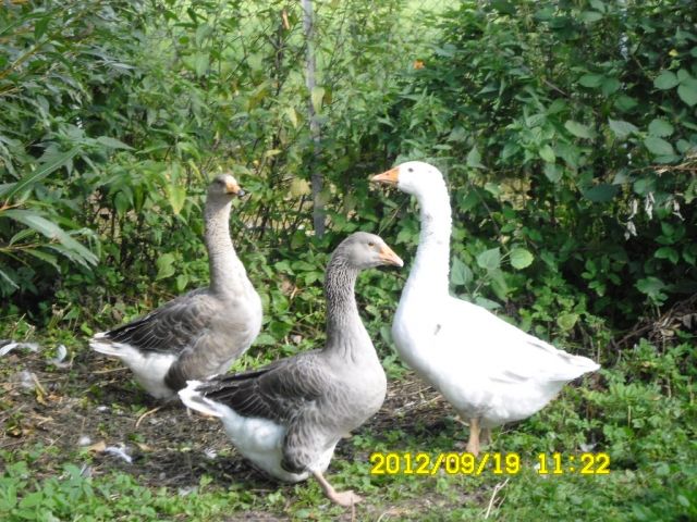 Bewährter Stamm Zuchtgänse - Haustiere - Leinefelde-Worbis OT Beuren