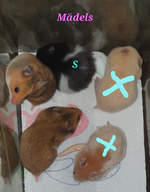 Süße Hamster - Goldhamster suchen ein liebevolles Zuhause - Hamster - Berlin