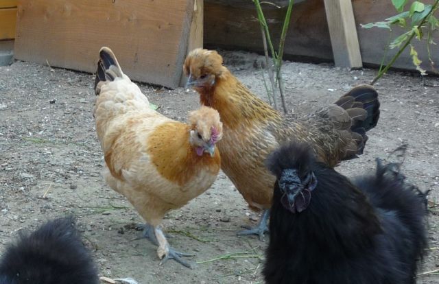 2 Hennen Seidenhuhn - Zwergwelsumer - Mix - Nutztiere - Burbach