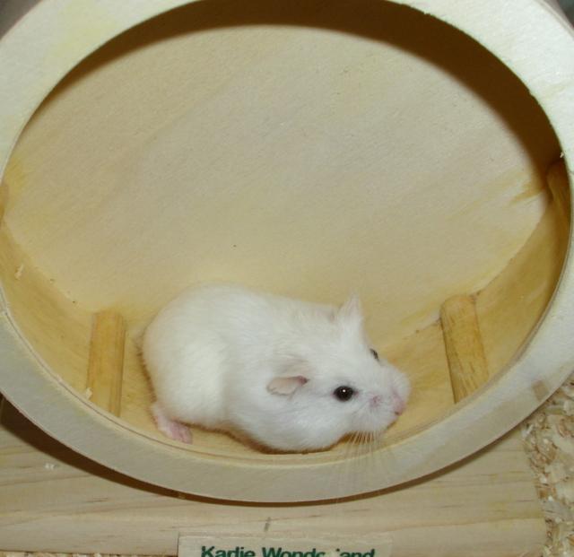 Weißes Zwerghamster Weibchen, Hamster, Roborowski - Hamster - Moringen