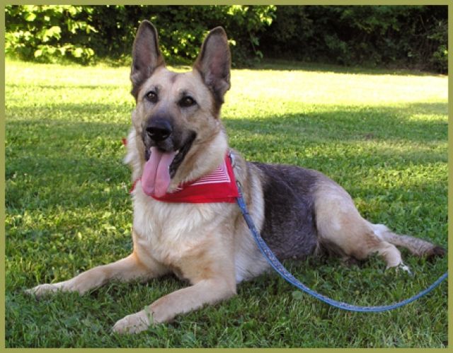 Schäferhund, Blondigirl - Hunde - Lauf