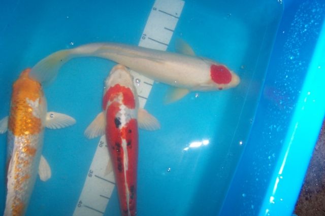 Ihr Fachhändler für Japan Koi, Teichfische, Biotopfische, uvm vom Koi Center S - Fische - Schafflund