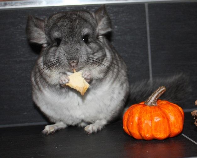 Chinchillas - große Auswahl an Jungtieren - Nagetiere Allgemein - Eugendorf