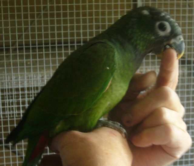 Maximilianpapagei - Voegel - Leipzig