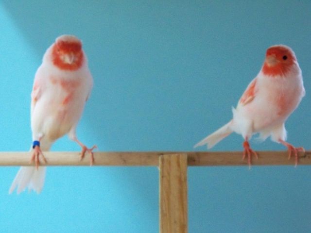 ROT MOSAIK - ROTGRUNDIGE MOSAIKEN - ROTGRUNDIGE KANARIEN  - Voegel - Steinfurt