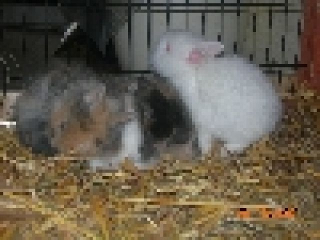 Kleine Löwenköpfchen abzugeben - Hasen Kaninchen - Solingen