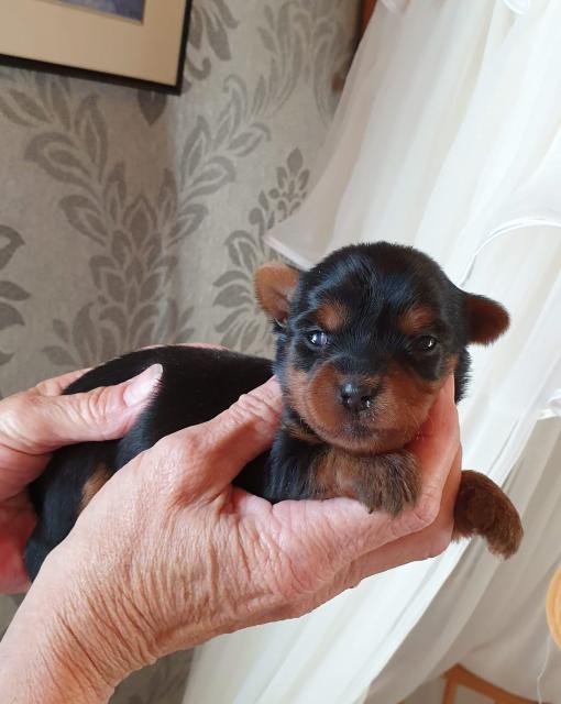 Süsse Bolonka - Yorkshire Terrier Mix-Welpen - Hunde - Konnersreuth