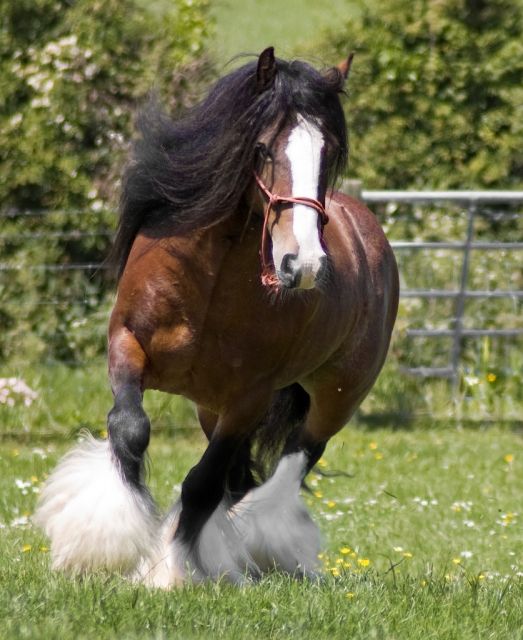 Zigeuner pferd - Pferde - berlin