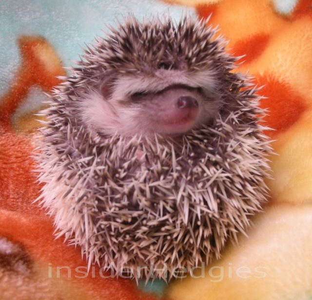 Süße Zwergigel  Hedgies  suchen ein neues zu Hause - Sonstige Haustiere - Zeulenroda-Triebes