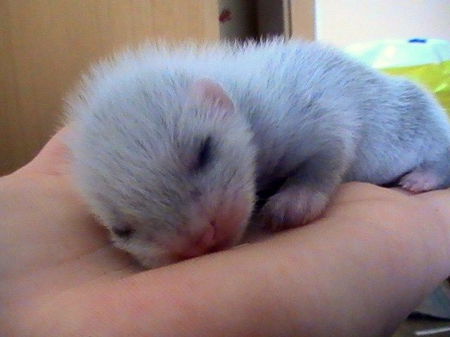 Frettchen Fähen ab 01.08.2010 abzugeben - Frettchen - halle saale