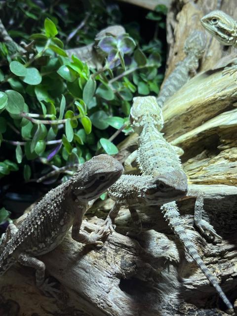 4x Zwergbartagamen (Pogona henrylawsoni) aus Juni 2024 zu verkaufen - in Magdebu - Reptilien - Magdeburg