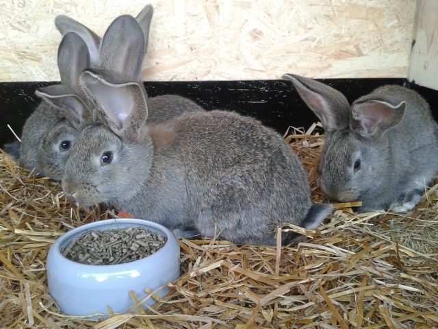 Deutsche Riesen reinrassig - Hasen Kaninchen - Neundorf