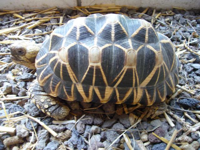 Geocholone Platynota Burmesische Sternschildkröte Landschildkröte selten adult - Reptilien - Achterwehr